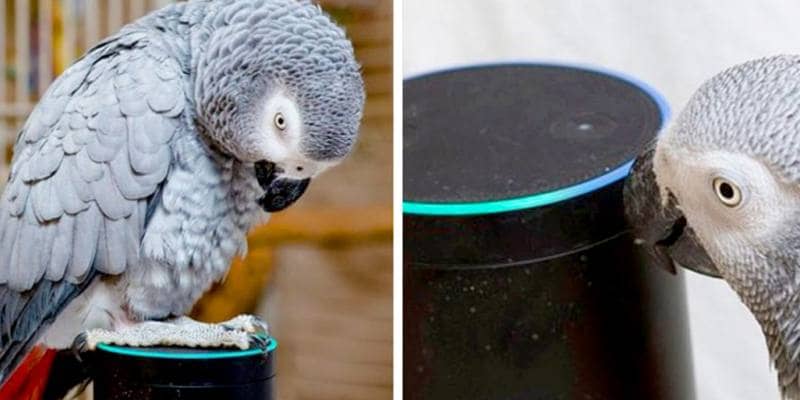 Il pappagallo che imita la voce umana e ordina il cibo ad Alexa