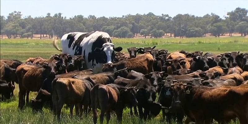 mucca gigante