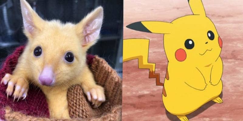 Il piccolo opossum dorato (tricosuro volpino) identico a Pikachu