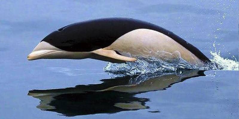 Lissodelfino australe, il delfino liscio scambiato per un pinguino