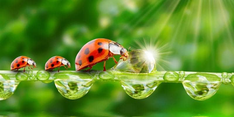Quali sono gli animali portafortuna?