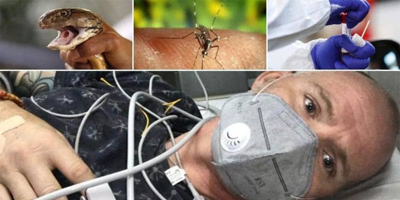 Sopravvissuto al morso di un cobra dopo essersi ammalato di Covid-19, dengue e malaria