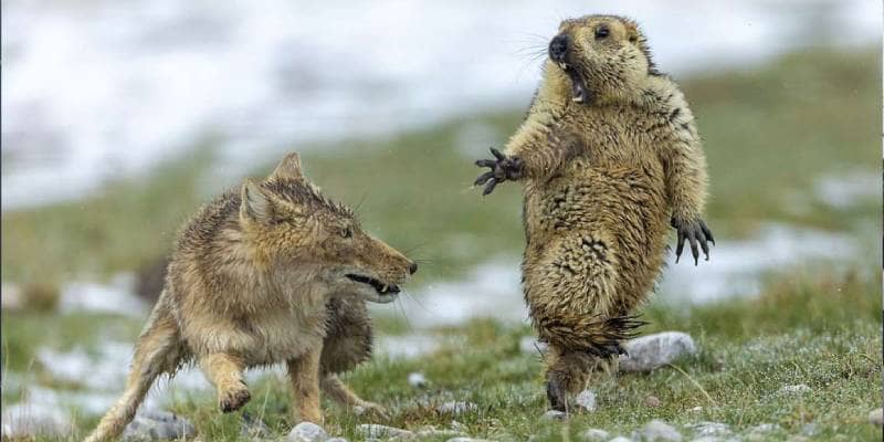 marmotta spaventata da una volpe