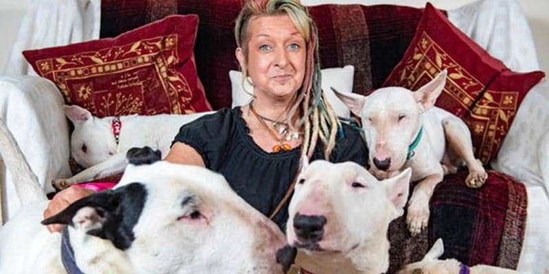 bull terrier