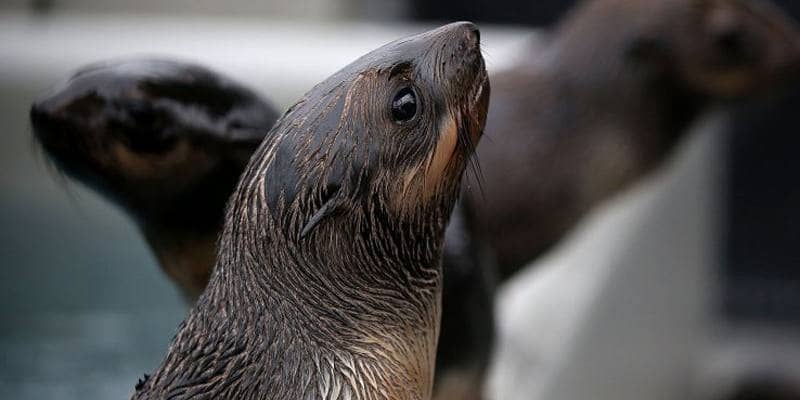 Chiavetta USB nella cacca di foca