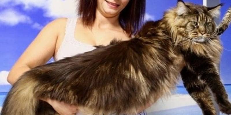 gatto più lungo del mondo