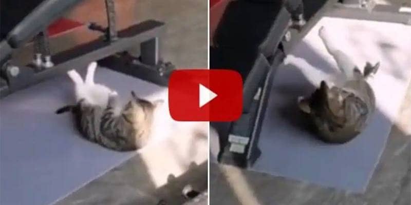 Il gatto che esegue gli addominali in palestra