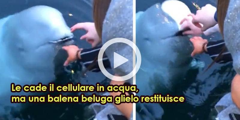 Cade il cellulare in acqua e la balena beluga glielo restituisce