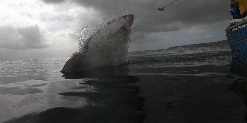Squalo bianco salta fuori dall'acqua e sfiora una barca