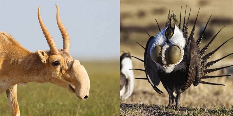 12 animali bizzarri da sembrare irreali
