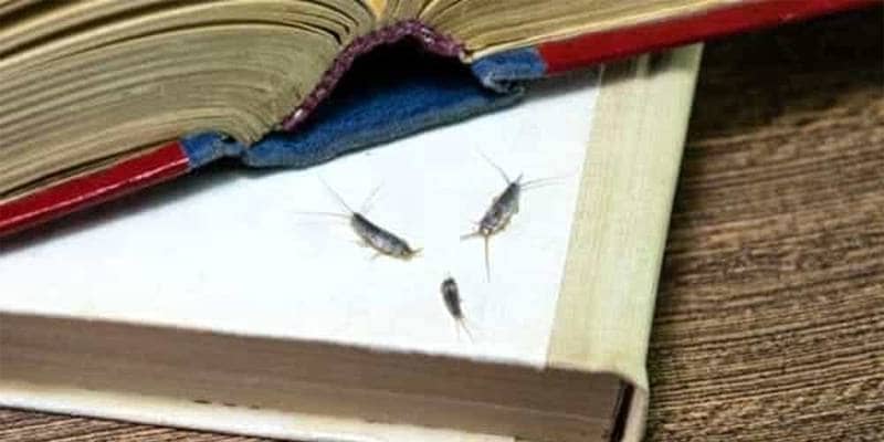 Cosa sono i pesciolini d’argento?