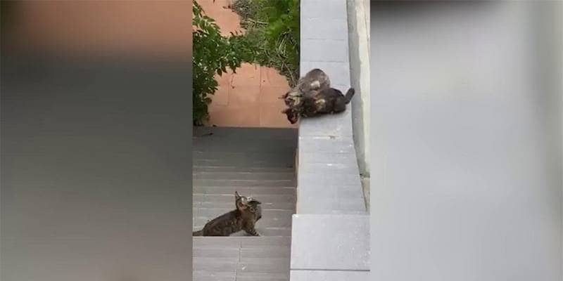 Il gattino non riesce a saltare: quando l'unione fa la forza