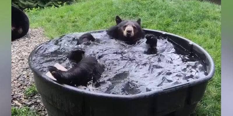 Il video del'orso che si diverte un mondo mentre fa il bagno