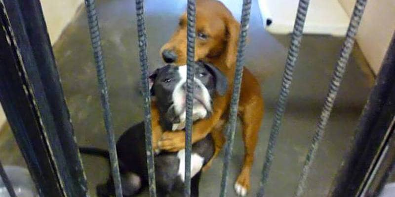 Il cane abbraccia la sua amica prima dell’eutanasia