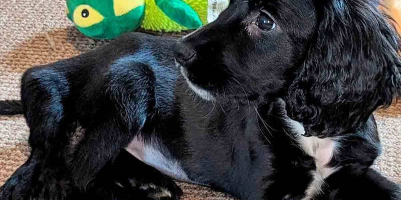 Ariel, il cane nato con sei zampe